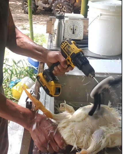 Chicken Plucker Drill
