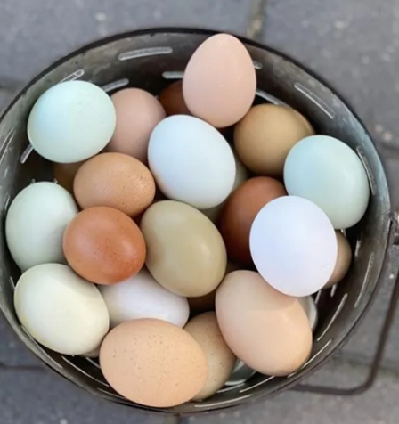 Benefits of Keeping Easter Egger Chickens